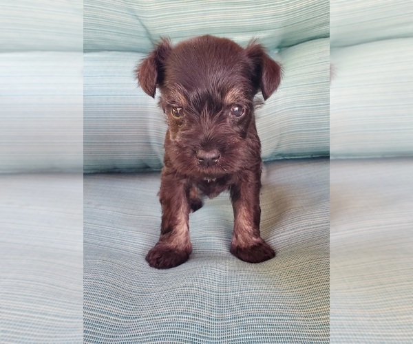 Medium Photo #1 Schnauzer (Miniature) Puppy For Sale in TRINITY, NC, USA