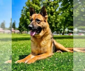 German Shepherd Dog Dogs for adoption in Bakersfield, CA, USA