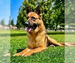 Small German Shepherd Dog