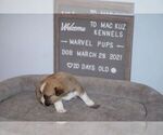 Small Photo #11 Welsh Cardigan Corgi Puppy For Sale in SUN PRAIRIE, WI, USA