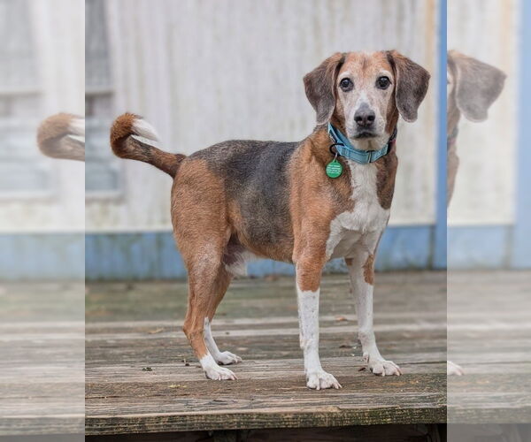 Medium Photo #2 Beagle Walker Coonhound Puppy For Sale in Cary, NC, USA