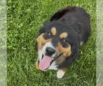 Small #1 Australian Shepherd