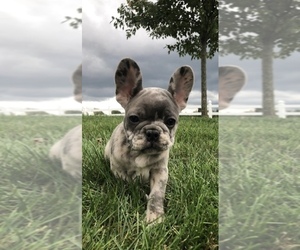 French Bulldog Puppy for sale in MILLERSBURG, OH, USA
