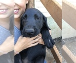 Small Photo #3 Labrador Retriever Puppy For Sale in TROUT LAKE, WA, USA