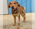 Small #4 Retriever  Mix