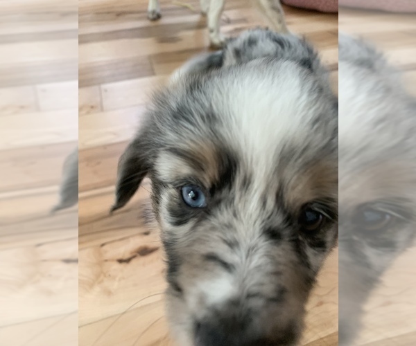Medium Photo #6 Miniature Australian Shepherd Puppy For Sale in GLOUCESTER, VA, USA