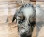 Small Photo #6 Miniature Australian Shepherd Puppy For Sale in GLOUCESTER, VA, USA