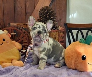 French Bulldog Puppy for Sale in YANTIS, Texas USA