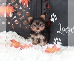 Small #4 Yorkshire Terrier