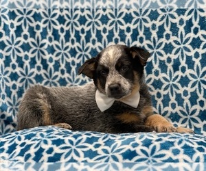 Australian Cattle Dog Puppy for sale in LAKELAND, FL, USA