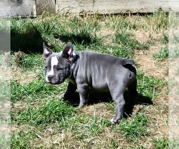 Medium Photo #9 American Bully Puppy For Sale in OLYMPIA, WA, USA
