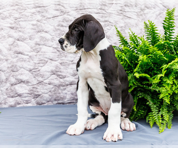 Medium Photo #25 Great Dane Puppy For Sale in WAKARUSA, IN, USA