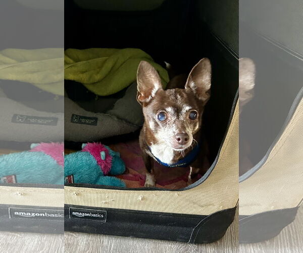 Medium Photo #2 Chihuahua Puppy For Sale in Landenberg, PA, USA