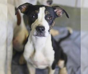 American Staffordshire Terrier-Unknown Mix Dogs for adoption in San Antonio, TX, USA