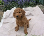 Puppy Valerie Irish Doodle