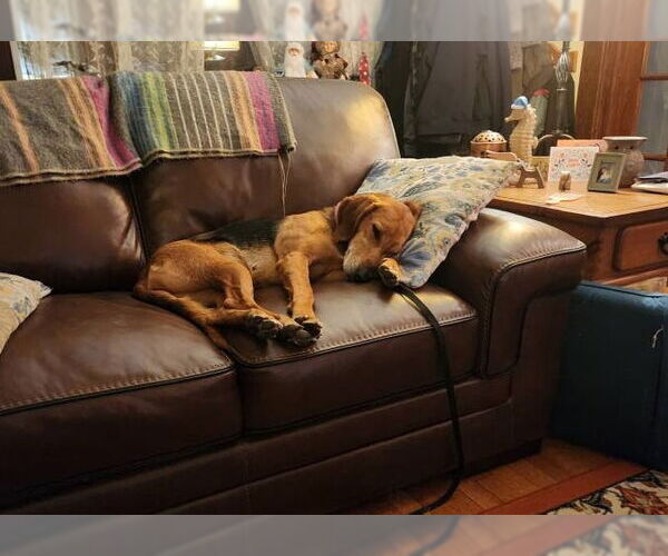 Medium Photo #18 Mutt Puppy For Sale in Oakhurst, NJ, USA