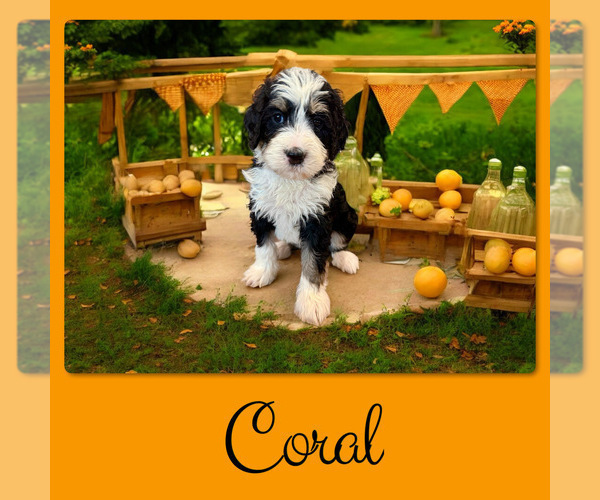 Medium Photo #6 Bernedoodle Puppy For Sale in MENIFEE, CA, USA