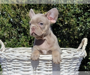 French Bulldog Puppy for sale in CLINTON, NJ, USA