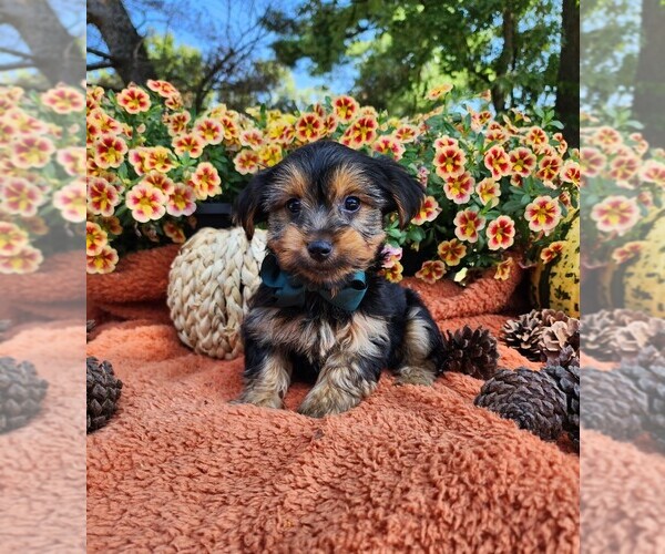 Medium Photo #4 Yorkshire Terrier Puppy For Sale in INDIANAPOLIS, IN, USA