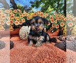 Small #3 Yorkshire Terrier