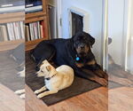 Small #9 Rottweiler