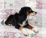 Small #9 Miniature Australian Shepherd