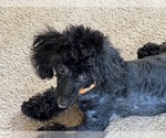 Small Photo #8 Poodle (Miniature) Puppy For Sale in DUNDEE, OH, USA