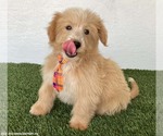 Small #1 Poodle (Miniature) Mix