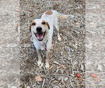 Small #1 Mutt
