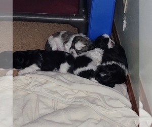 Shih-Poo Puppy for sale in HOBART, IN, USA