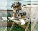 Small Photo #4 Australian Shepherd Puppy For Sale in NEW YORK MILLS, MN, USA