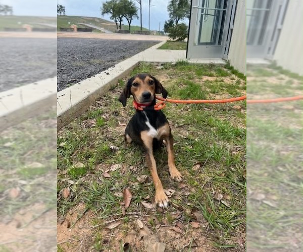Medium Photo #8 Beagle-Unknown Mix Puppy For Sale in Tampa, FL, USA