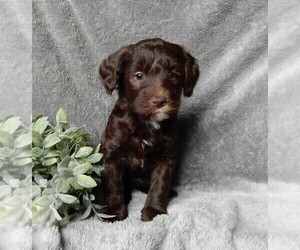 Labradoodle Puppy for sale in FREDERICKSBURG, OH, USA