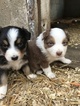 Small Photo #8 Australian Shepherd Puppy For Sale in CANTON, OH, USA