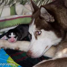 Mother of the Siberian Husky puppies born on 03/22/2018