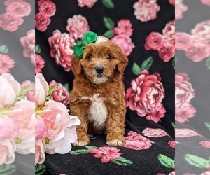 Cavapoo-Poodle (Miniature) Mix Puppy for sale in NEW PROVIDENCE, PA, USA