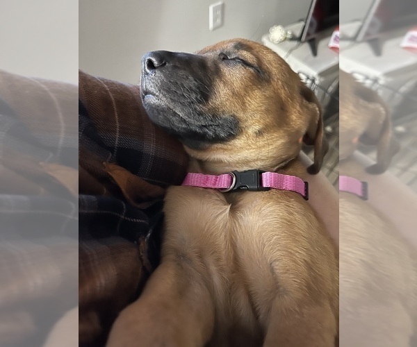 Medium Photo #13 Redbone Coonhound Puppy For Sale in DEXTER, MO, USA