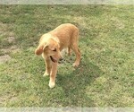 Small Photo #7 Golden Retriever Puppy For Sale in ISLETON, CA, USA