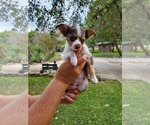 Small Photo #1 Chihuahua Puppy For Sale in CANYON LAKE, TX, USA