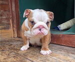 Small #1 English Bulldog