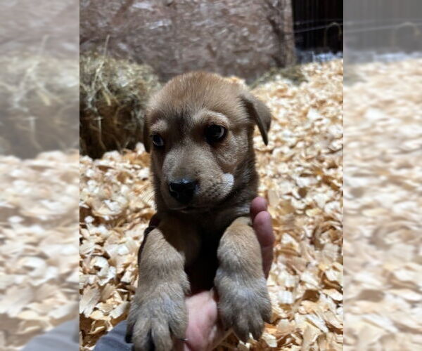 Medium Photo #7 Labrador Retriever-Unknown Mix Puppy For Sale in Oak Bluffs, MA, USA