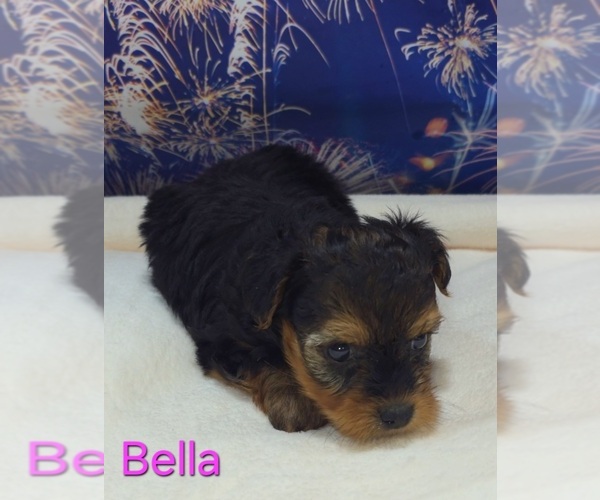 Medium Photo #6 Yorkipoo Puppy For Sale in AZLE, TX, USA