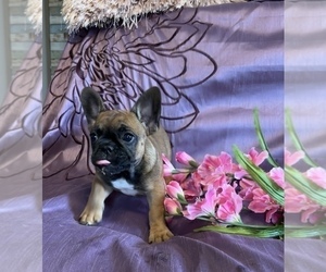 French Bulldog Puppy for sale in HUDSON, CO, USA