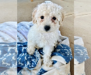 Goldendoodle (Miniature) Puppy for sale in CHARLOTTE, NC, USA