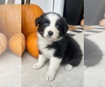 Small #3 Australian Shepherd