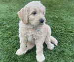 Small #19 Goldendoodle