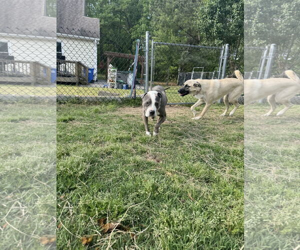 Medium Photo #4 Mutt Puppy For Sale in Garner, NC, USA