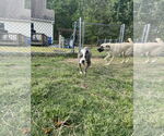 Small #3 Mutt