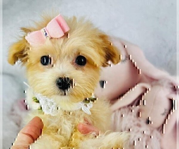 Medium Photo #12 Morkie Puppy For Sale in MIAMI BEACH, FL, USA