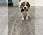 Small Photo #3 Beagle Puppy For Sale in PARAGON, IN, USA